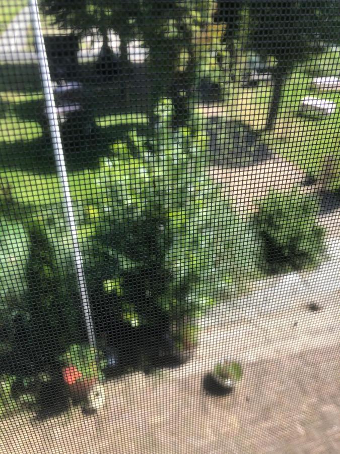 Hoeve Cornelia Berkel en Rodenrijs Exterior photo